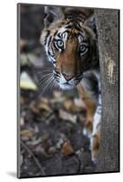 Bengal Tiger, Panthera Tigris Tigris, Bandhavgarh National Park, Madhya Pradesh, India-Kim Sullivan-Mounted Photographic Print