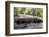 Bengal Tiger, Panthera Tigris Tigris, Bandhavgarh National Park, Madhya Pradesh, India-Kim Sullivan-Framed Photographic Print