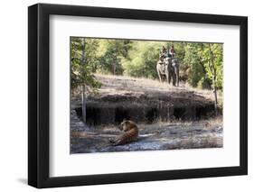 Bengal Tiger, Panthera Tigris Tigris, Bandhavgarh National Park, Madhya Pradesh, India-Kim Sullivan-Framed Photographic Print