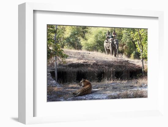 Bengal Tiger, Panthera Tigris Tigris, Bandhavgarh National Park, Madhya Pradesh, India-Kim Sullivan-Framed Photographic Print