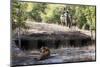 Bengal Tiger, Panthera Tigris Tigris, Bandhavgarh National Park, Madhya Pradesh, India-Kim Sullivan-Mounted Photographic Print