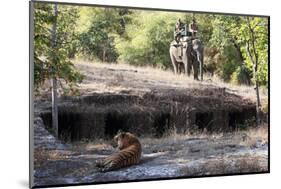 Bengal Tiger, Panthera Tigris Tigris, Bandhavgarh National Park, Madhya Pradesh, India-Kim Sullivan-Mounted Photographic Print