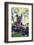 Bengal Tiger, Panthera Tigris Tigris, Bandhavgarh National Park, Madhya Pradesh, India-Kim Sullivan-Framed Photographic Print