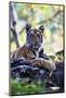 Bengal Tiger, Panthera Tigris Tigris, Bandhavgarh National Park, Madhya Pradesh, India-Kim Sullivan-Mounted Photographic Print