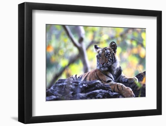 Bengal Tiger, Panthera Tigris Tigris, Bandhavgarh National Park, Madhya Pradesh, India-Kim Sullivan-Framed Photographic Print