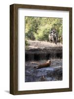 Bengal Tiger, Panthera Tigris Tigris, Bandhavgarh National Park, Madhya Pradesh, India-Kim Sullivan-Framed Photographic Print