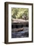 Bengal Tiger, Panthera Tigris Tigris, Bandhavgarh National Park, Madhya Pradesh, India-Kim Sullivan-Framed Photographic Print