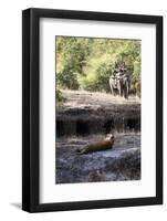 Bengal Tiger, Panthera Tigris Tigris, Bandhavgarh National Park, Madhya Pradesh, India-Kim Sullivan-Framed Photographic Print