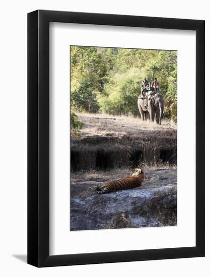 Bengal Tiger, Panthera Tigris Tigris, Bandhavgarh National Park, Madhya Pradesh, India-Kim Sullivan-Framed Photographic Print