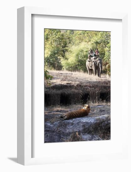 Bengal Tiger, Panthera Tigris Tigris, Bandhavgarh National Park, Madhya Pradesh, India-Kim Sullivan-Framed Photographic Print