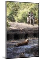 Bengal Tiger, Panthera Tigris Tigris, Bandhavgarh National Park, Madhya Pradesh, India-Kim Sullivan-Mounted Photographic Print