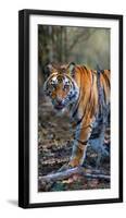 Bengal Tiger (Panthera Tigris Tigris), Bandhavgarh National Park, Umaria District-null-Framed Photographic Print