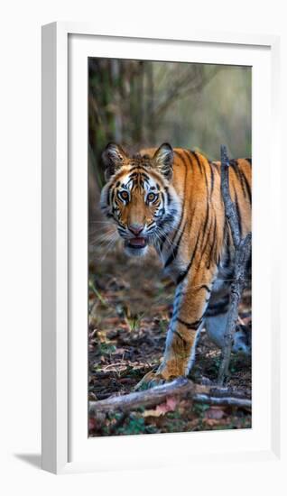 Bengal Tiger (Panthera Tigris Tigris), Bandhavgarh National Park, Umaria District-null-Framed Photographic Print
