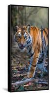 Bengal Tiger (Panthera Tigris Tigris), Bandhavgarh National Park, Umaria District-null-Framed Stretched Canvas