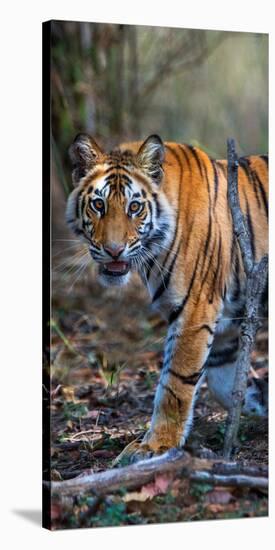 Bengal Tiger (Panthera Tigris Tigris), Bandhavgarh National Park, Umaria District-null-Stretched Canvas