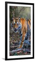 Bengal Tiger (Panthera Tigris Tigris), Bandhavgarh National Park, Umaria District-null-Framed Premium Photographic Print