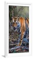 Bengal Tiger (Panthera Tigris Tigris), Bandhavgarh National Park, Umaria District-null-Framed Photographic Print