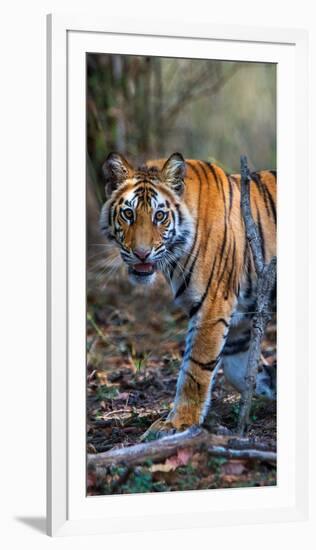 Bengal Tiger (Panthera Tigris Tigris), Bandhavgarh National Park, Umaria District-null-Framed Photographic Print