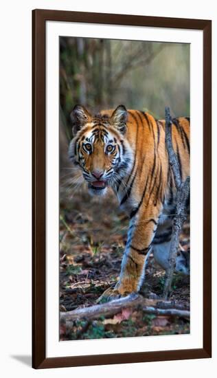 Bengal Tiger (Panthera Tigris Tigris), Bandhavgarh National Park, Umaria District-null-Framed Photographic Print