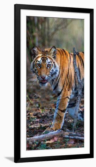 Bengal Tiger (Panthera Tigris Tigris), Bandhavgarh National Park, Umaria District-null-Framed Photographic Print