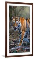 Bengal Tiger (Panthera Tigris Tigris), Bandhavgarh National Park, Umaria District-null-Framed Photographic Print