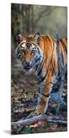 Bengal Tiger (Panthera Tigris Tigris), Bandhavgarh National Park, Umaria District-null-Mounted Photographic Print