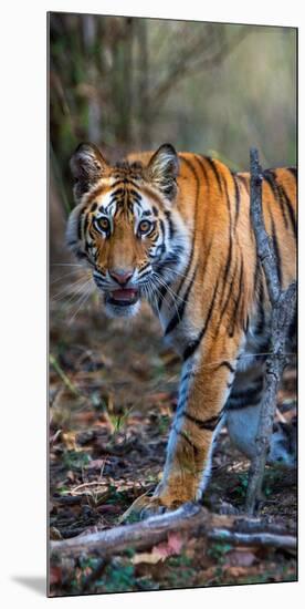 Bengal Tiger (Panthera Tigris Tigris), Bandhavgarh National Park, Umaria District-null-Mounted Photographic Print