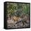 Bengal Tiger (Panthera Tigris Tigris), Bandhavgarh National Park, Umaria District-null-Framed Stretched Canvas