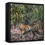 Bengal Tiger (Panthera Tigris Tigris), Bandhavgarh National Park, Umaria District-null-Framed Stretched Canvas