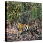 Bengal Tiger (Panthera Tigris Tigris), Bandhavgarh National Park, Umaria District-null-Stretched Canvas