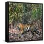 Bengal Tiger (Panthera Tigris Tigris), Bandhavgarh National Park, Umaria District-null-Framed Stretched Canvas