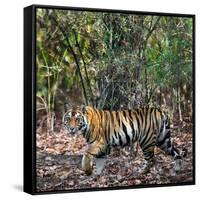 Bengal Tiger (Panthera Tigris Tigris), Bandhavgarh National Park, Umaria District-null-Framed Stretched Canvas