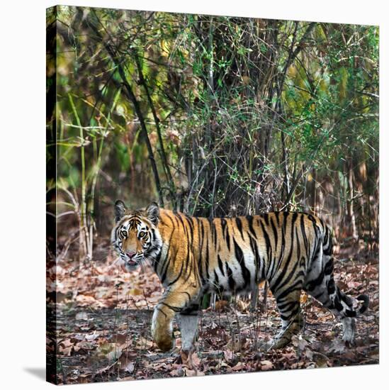 Bengal Tiger (Panthera Tigris Tigris), Bandhavgarh National Park, Umaria District-null-Stretched Canvas