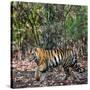 Bengal Tiger (Panthera Tigris Tigris), Bandhavgarh National Park, Umaria District-null-Stretched Canvas