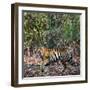 Bengal Tiger (Panthera Tigris Tigris), Bandhavgarh National Park, Umaria District-null-Framed Photographic Print