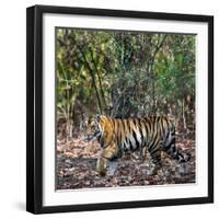 Bengal Tiger (Panthera Tigris Tigris), Bandhavgarh National Park, Umaria District-null-Framed Photographic Print