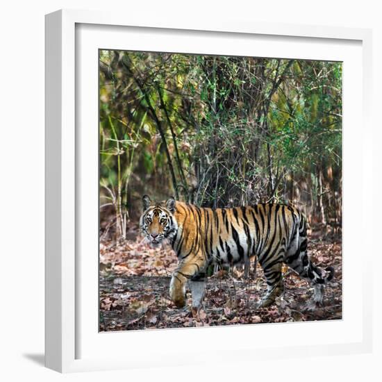 Bengal Tiger (Panthera Tigris Tigris), Bandhavgarh National Park, Umaria District-null-Framed Photographic Print