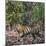 Bengal Tiger (Panthera Tigris Tigris), Bandhavgarh National Park, Umaria District-null-Mounted Photographic Print