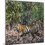 Bengal Tiger (Panthera Tigris Tigris), Bandhavgarh National Park, Umaria District-null-Mounted Photographic Print