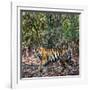 Bengal Tiger (Panthera Tigris Tigris), Bandhavgarh National Park, Umaria District-null-Framed Photographic Print