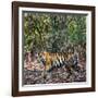 Bengal Tiger (Panthera Tigris Tigris), Bandhavgarh National Park, Umaria District-null-Framed Photographic Print