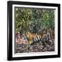 Bengal Tiger (Panthera Tigris Tigris), Bandhavgarh National Park, Umaria District-null-Framed Photographic Print