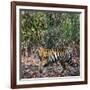 Bengal Tiger (Panthera Tigris Tigris), Bandhavgarh National Park, Umaria District-null-Framed Photographic Print