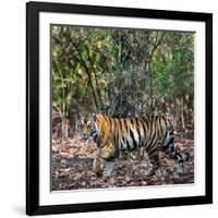 Bengal Tiger (Panthera Tigris Tigris), Bandhavgarh National Park, Umaria District-null-Framed Photographic Print