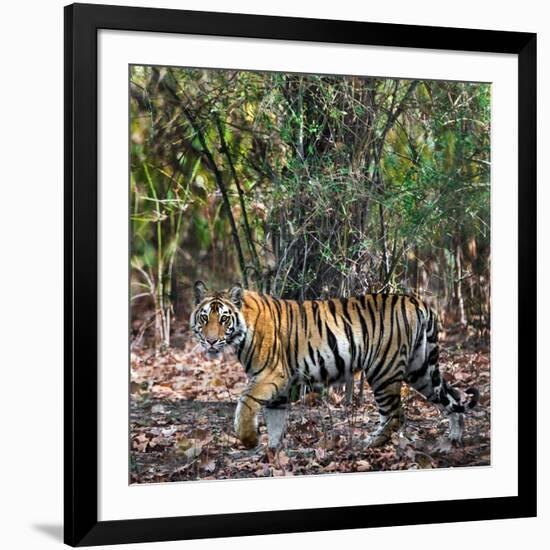 Bengal Tiger (Panthera Tigris Tigris), Bandhavgarh National Park, Umaria District-null-Framed Photographic Print