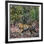 Bengal Tiger (Panthera Tigris Tigris), Bandhavgarh National Park, Umaria District-null-Framed Photographic Print