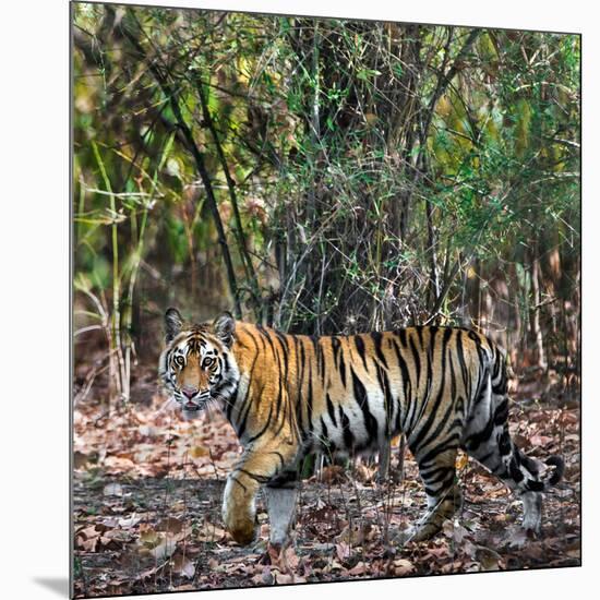 Bengal Tiger (Panthera Tigris Tigris), Bandhavgarh National Park, Umaria District-null-Mounted Photographic Print