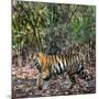 Bengal Tiger (Panthera Tigris Tigris), Bandhavgarh National Park, Umaria District-null-Mounted Photographic Print