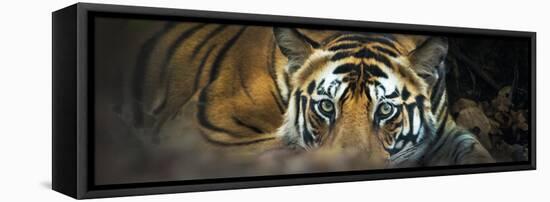 Bengal Tiger (Panthera Tigris Tigris), India-null-Framed Stretched Canvas