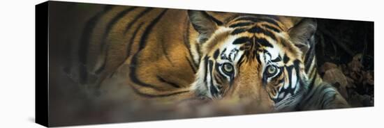 Bengal Tiger (Panthera Tigris Tigris), India-null-Stretched Canvas